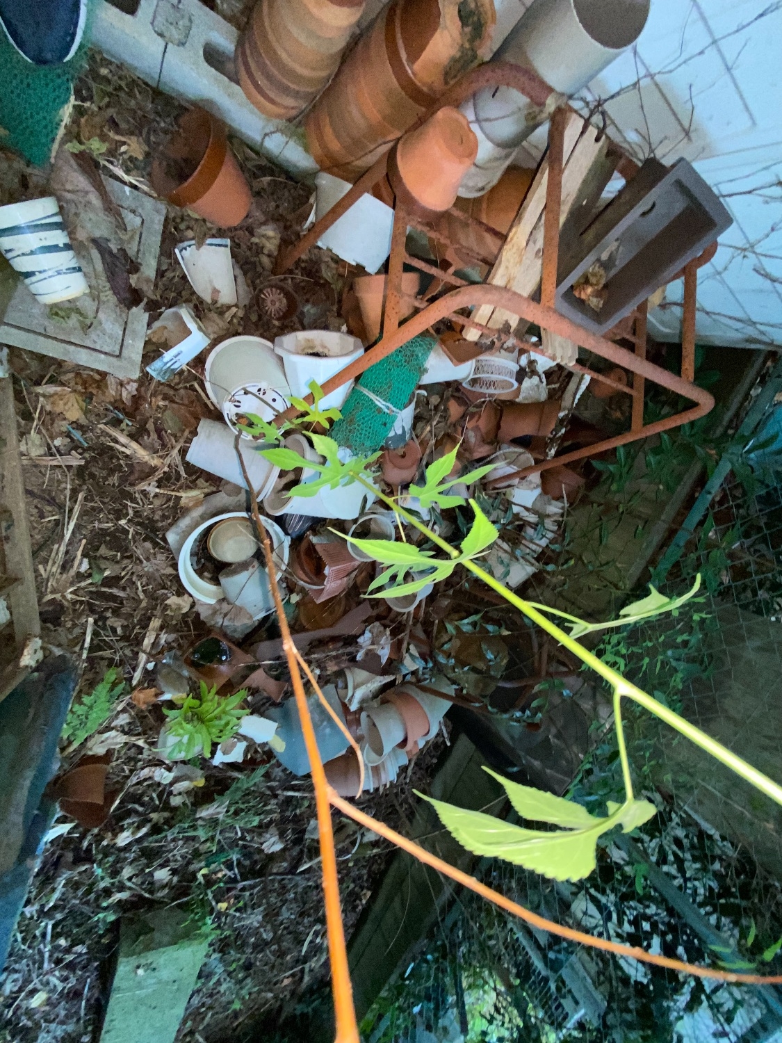 千葉県流山市_不用品回収_物置の解体撤去_庭_草木手入れ_樹木伐採_草刈り_一軒家_外回り_不用品10_作業前