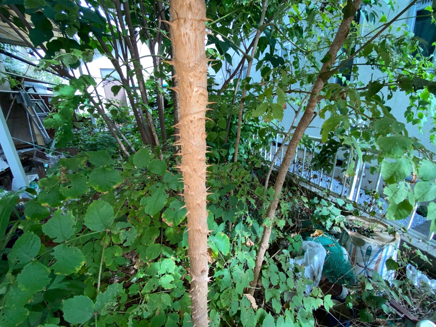 千葉県流山市_不用品回収_物置の解体撤去_庭_草木手入れ_樹木伐採_草刈り_一軒家_外回り_不用品3_作業前