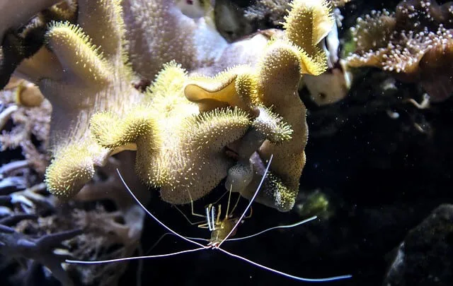 サンゴ_多様性_生物_共生