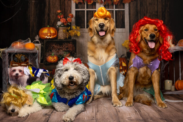 ハロウィン_ゴミ_衣装