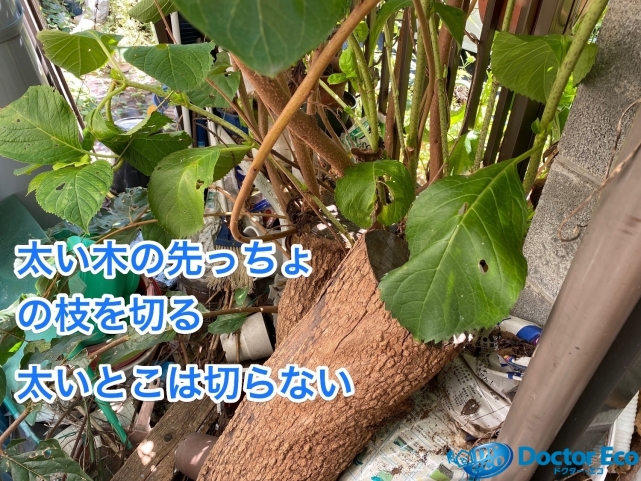 埼玉県川口市芝富士_不用品回収_樹木伐採_家周り_庭_植木_一軒家作業前